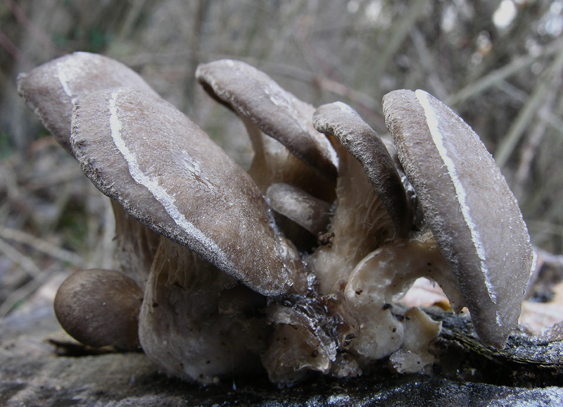 A caccia di Pleurotus ostreatus.....chiamati i  geloni...